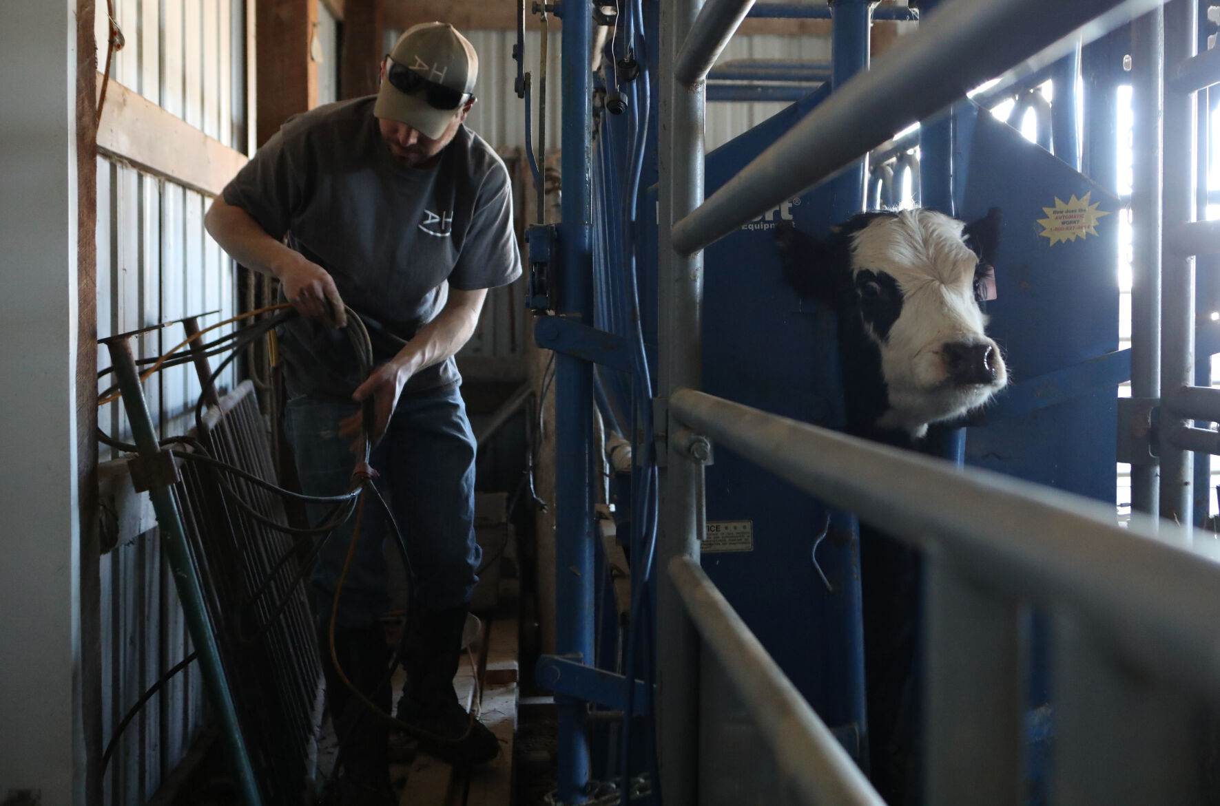August Horstmann prepares to check a cow's hooves